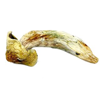 buy magic mushrooms online, buying magic mushrooms online, magic mushrooms buy online, can you buy magic mushrooms online​