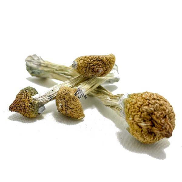 buy psilocybin mushrooms, where can i buy psilocybin mushrooms, where to buy psilocybin mushrooms​, buy psilocybin mushrooms online​