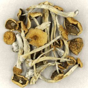 where to buy shrooms, where can i buy shrooms, where can you buy shrooms, buy shrooms, buy magic shrooms, buy shrooms online, buying shrooms.