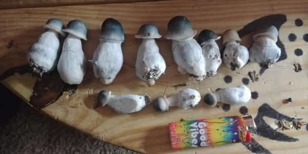Consuming Penis Envy Mushrooms Safely, where to buy psychedelics in oregon, magic mushrooms for sale near me, magic mushrooms for sale online in Timnath.