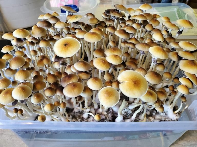 can you buy magic mushrooms online, buy mushroom spores online Erie, buy psilocybe mushrooms online, buy psilocybin mushrooms online Englewood