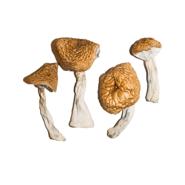 buy psilocybin mushrooms online, buying magic mushrooms online Fountain, can you buy magic mushrooms online, magic mushrooms buy online Columbine