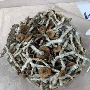 can you buy magic mushrooms online, magic mushrooms buy online Denver, where to buy magic mushrooms online Golden, costa Rican shrooms for sale CO.