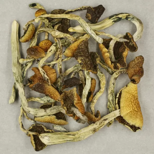 Buy Ecuador Cubensis mushrooms online, Ecuador Cubensis mushrooms for sale, Order Ecuador Cubensis mushrooms, Where to purchase Ecuador Cubensis mushrooms