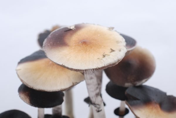magic mushrooms for sale near me, where to buy psychedelics in Seattle, psychedelic mushrooms buy buy psychedelics online in The Pinery CO.