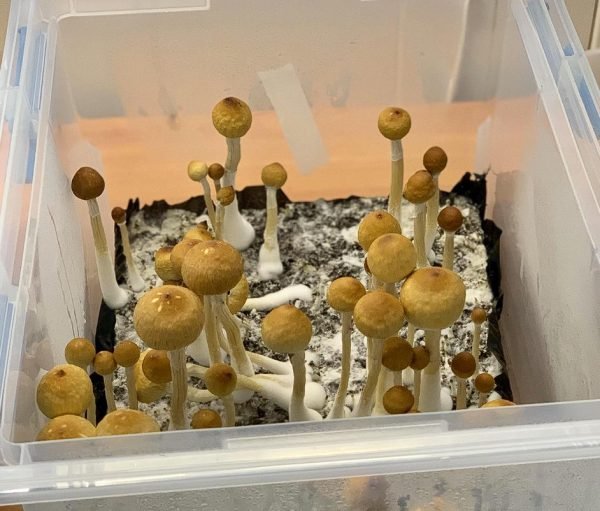 buy magic mushrooms in Craig CO, magic mushroom to buy in Roxborough Park, where to buy magic mushrooms, buy magic mushrooms online in Woodmoor CO.