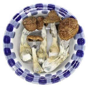 buy magic mushrooms, magic mushroom to buy, where can I buy magic mushrooms, buy magic mushrooms online, where can I buy magic mushroom